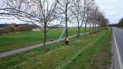pielęgnacja drzew przy drodze Nowogard - Olchowo